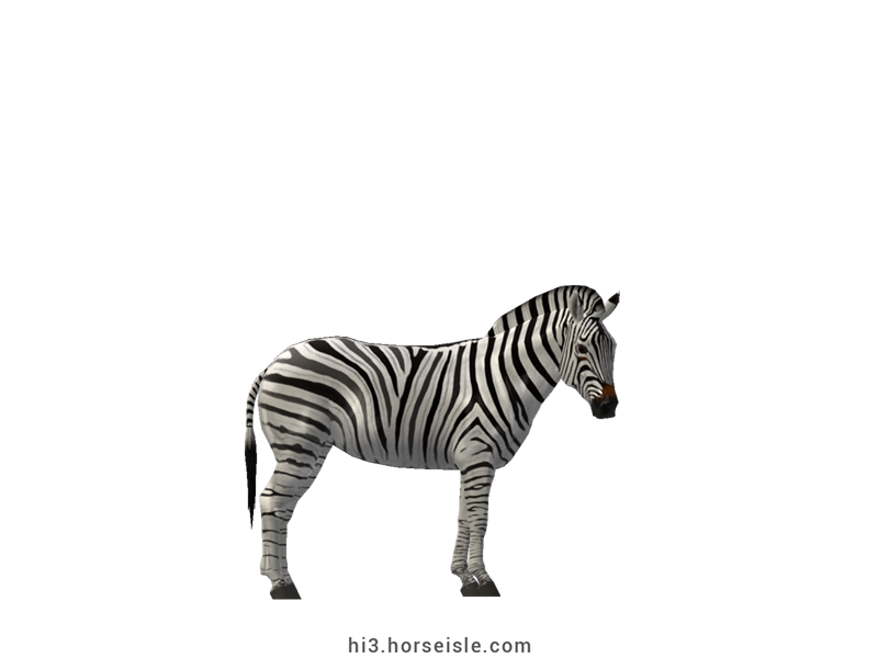 Burchell's Zebra White Striped Coat